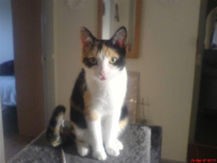 Blanding af racer olivia - olivia som sidder og troner på hendes lejetorn billede 7