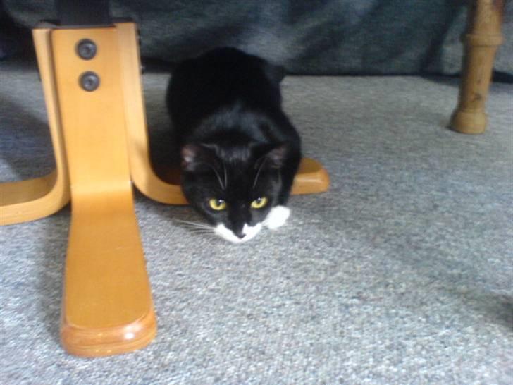 Blanding af racer stripe R.I.P. :'(  - Er jeg ikke bare sød billede 1