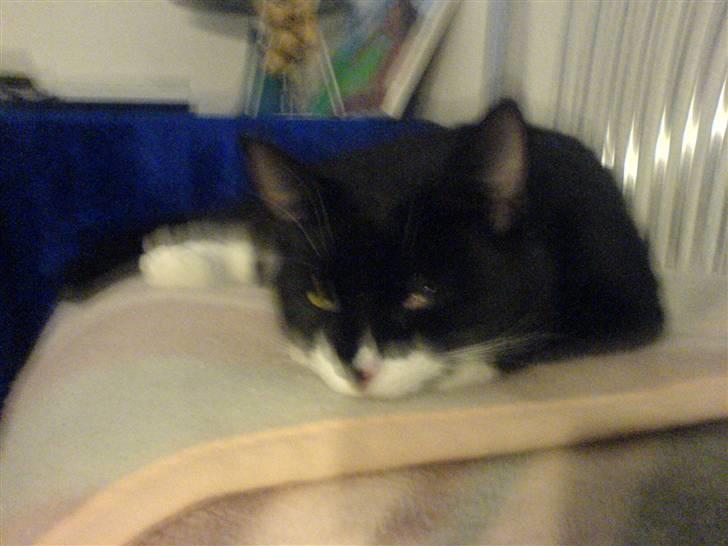 Blanding af racer stripe R.I.P. :'(  - nøjj jeg er bare træt sara lad hver med at vægge mig billede 2