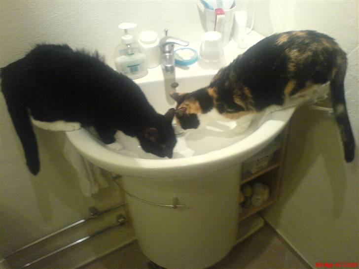 Blanding af racer stripe R.I.P. :'(  - vi drikker lige en tår vand min søster og jeg<3 billede 3