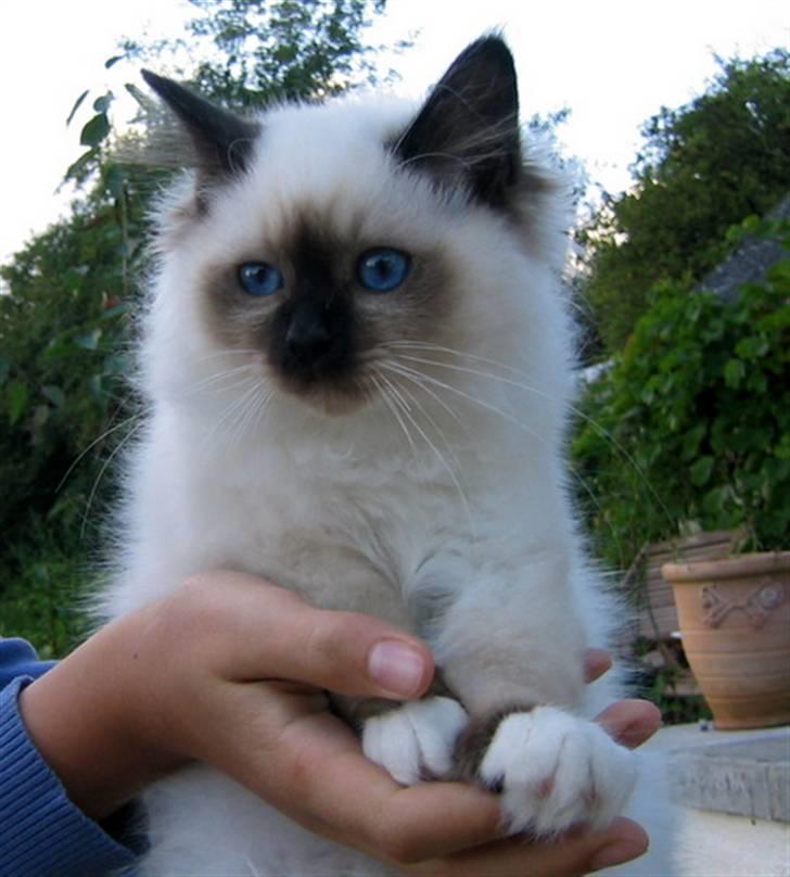 Hellig Birma Chicabee's Calypso  - Chicabee´s Calypso De Luxe 14 uger...han skal bo hos Gazali´s Birmaer. billede 1