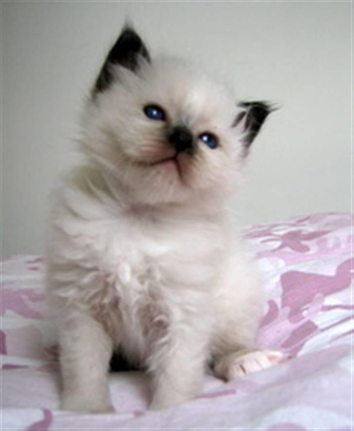 Hellig Birma Chicabee's Calypso  - Calypso 4 uger billede 2