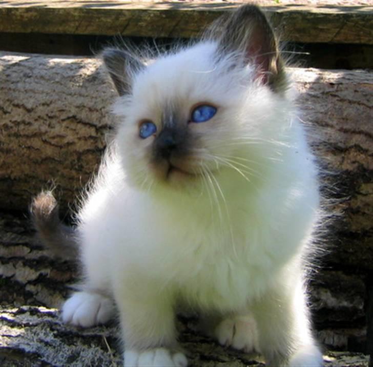 Hellig Birma Chicabee's Calypso  - Calypso De Luxe...7 uger gammel brunmasket hankilling billede 3