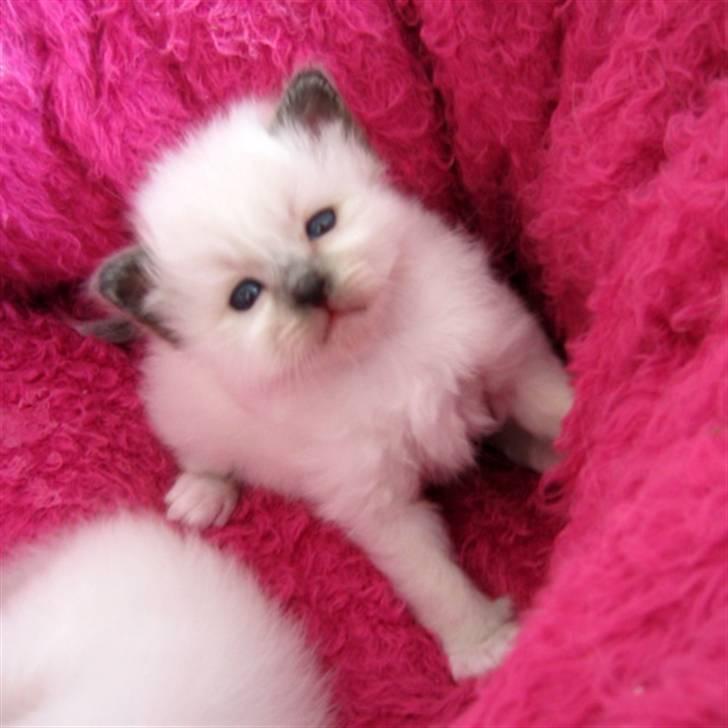 Hellig Birma Chicabee's Calypso  - 3 uger billede 4