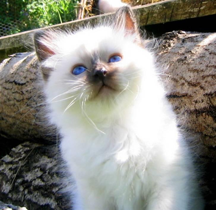 Hellig Birma Chicabee's Calypso  - calypso 7 uger billede 5