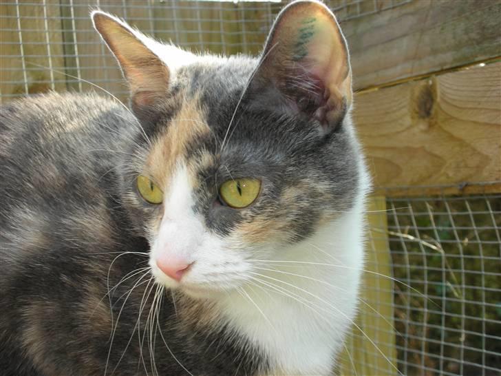 Huskat Olga - Et nyt billede af mig :o) billede 1