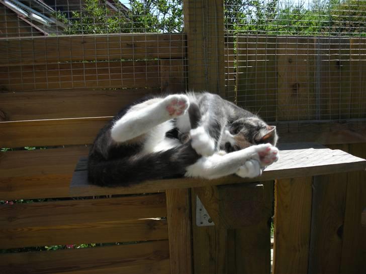 Huskat Olga - Man nyder vel solen billede 2