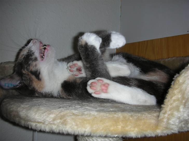 Huskat Olga - Hmm, tro nu ikke at jeg kun kan ligge stille billede 3