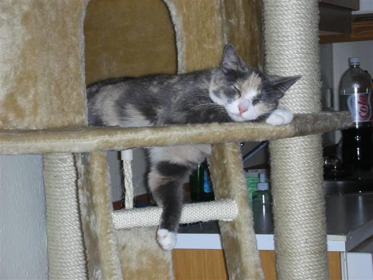 Huskat Olga - Jeg blev godt nok træt lige pludselig  billede 4