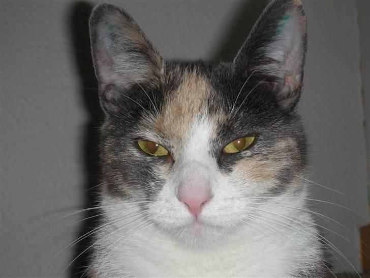 Huskat Olga billede 5