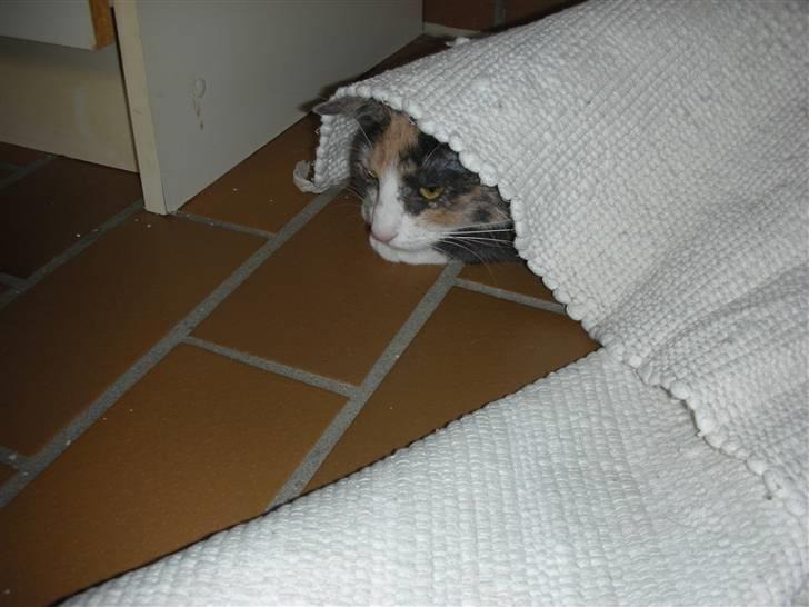 Huskat Olga - Jeg gemmer mig for de store billede 6