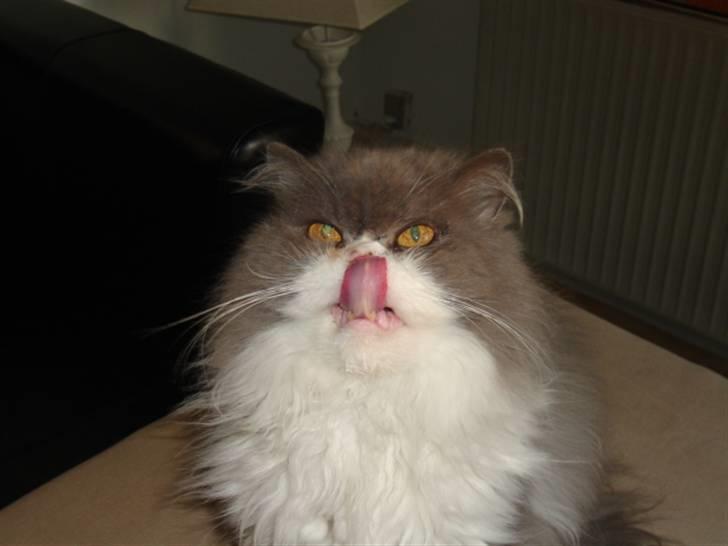 Perser Phillip blue bauer R.I.P - Sulten ? XD billede 13