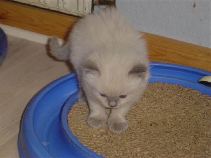 Ragdoll Idefix billede 4