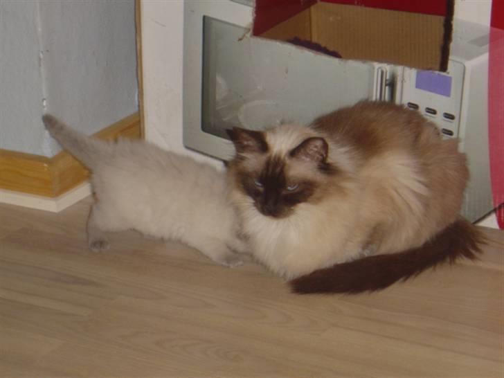 Ragdoll Idefix billede 5