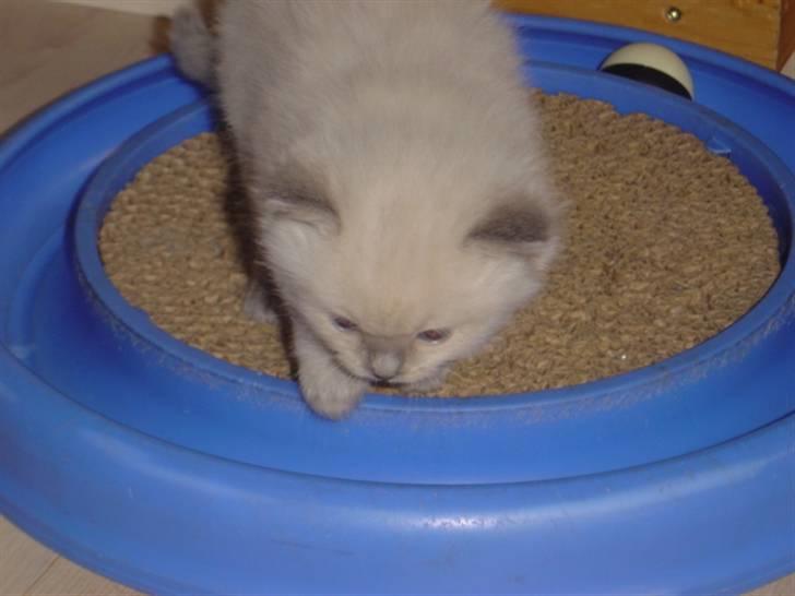 Ragdoll Idefix billede 6