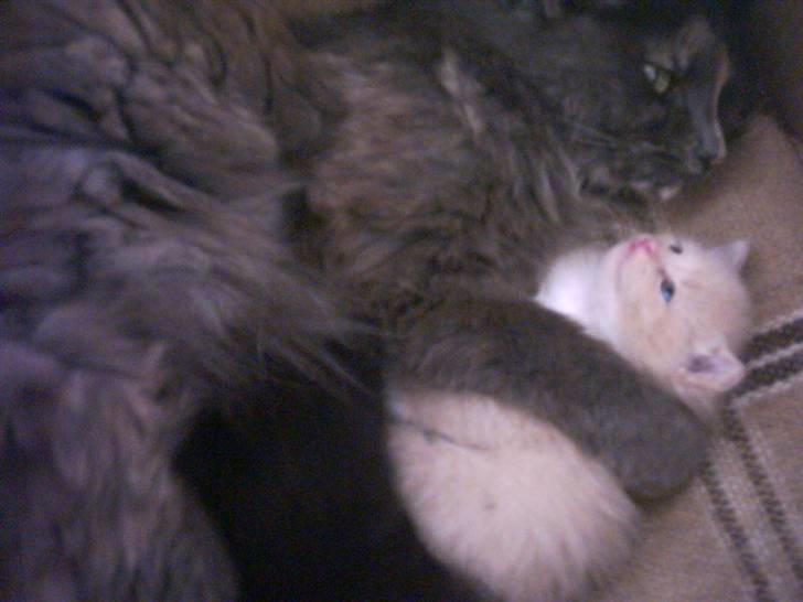 Blanding af racer O'Mally  (Død) :'( - Jeg eelsker a putte ved moaar! ;D billede 2