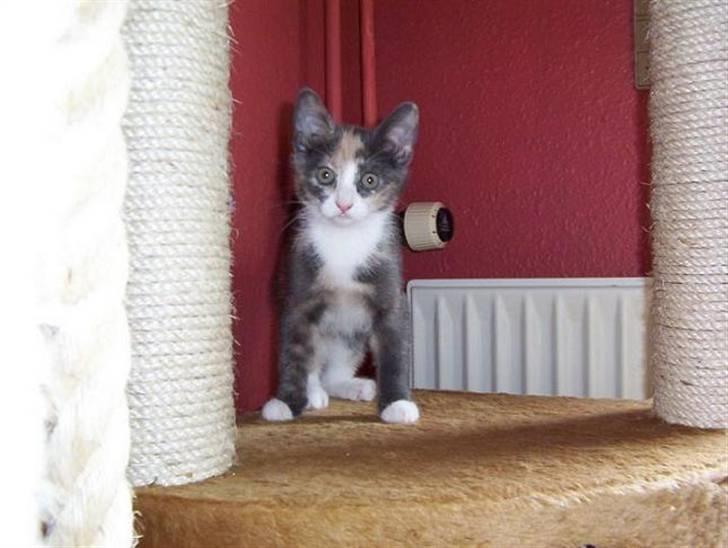 Huskat Olga - Her er jeg ikke så gammel billede 7