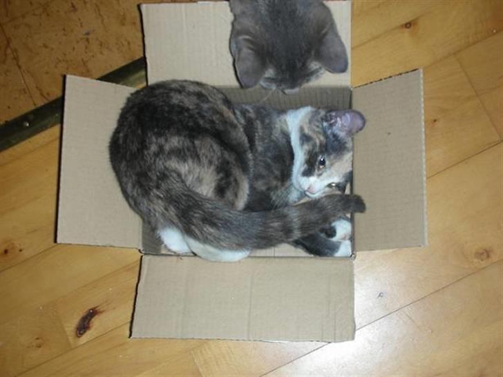 Huskat Olga - Måske kassen er lidt for lille billede 9