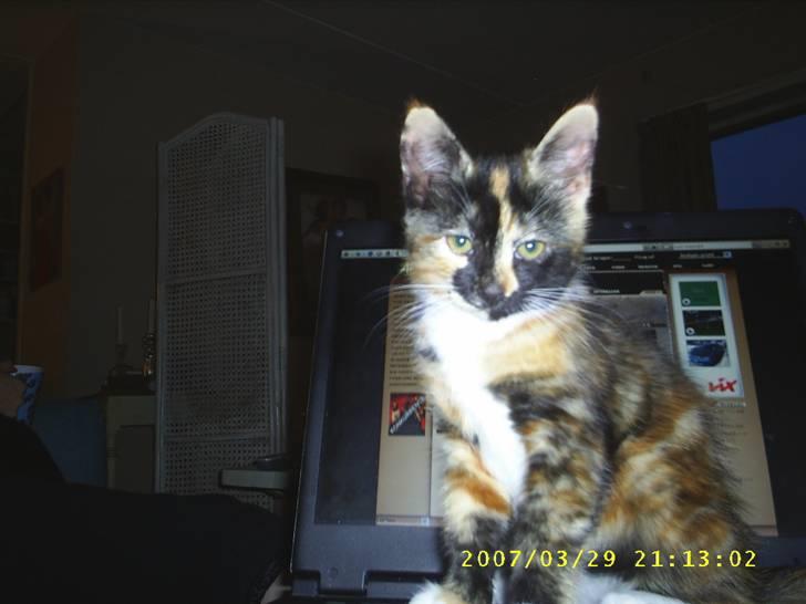 Blanding af racer Coco chanel - man skal ikke tro at man kan skrive til sine venner uden at coco vil være med her sætter hun sig på sønens bærbare og glem ikke at lade mig være med ligesom sige hun billede 3