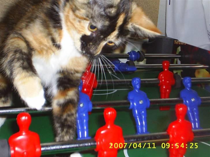 Blanding af racer Coco chanel - hun bliver en rigtig god fodboldspiller en dag hun skal nok slå drengene   billede 4