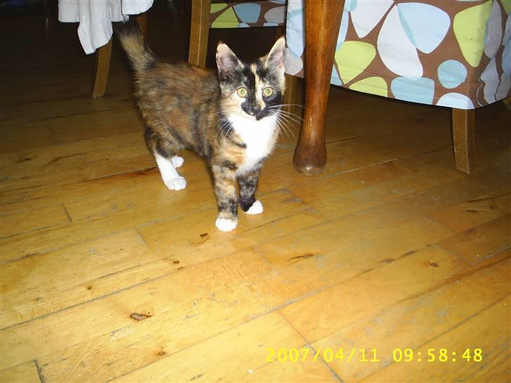 Blanding af racer Coco chanel - lidt betuttet har man da lov at være endnu efter kun 14 dage , men tilfreds med det hele er man jo  billede 5