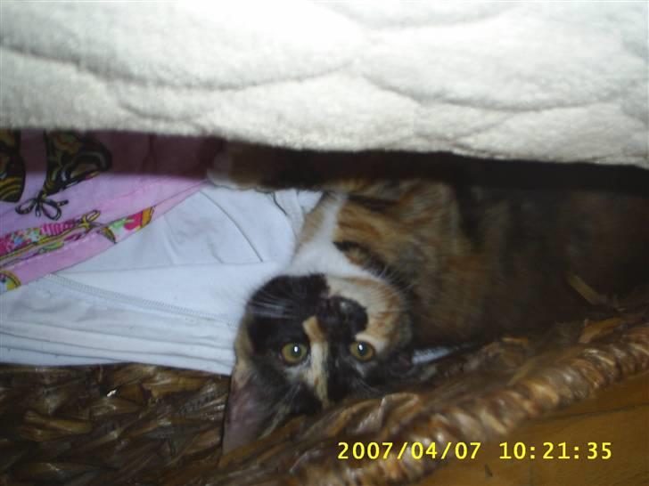 Blanding af racer Coco chanel - coco fandt et rigtig godt sovested hyggelig  billede 6