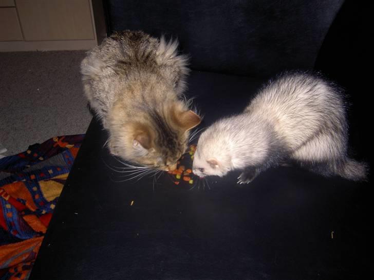 Maine Coon Fjotte. Savnes - godbidder er altid godt billede 6