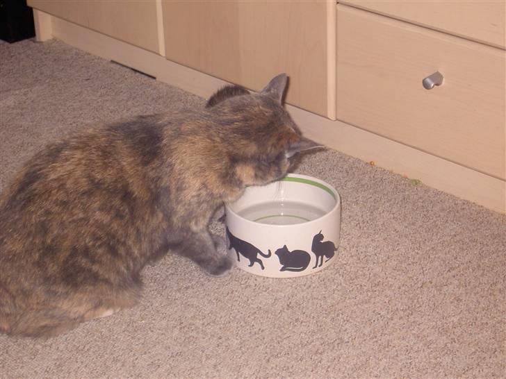 Blanding af racer frederikke. *R.I.P* - godt med en drink billede 14