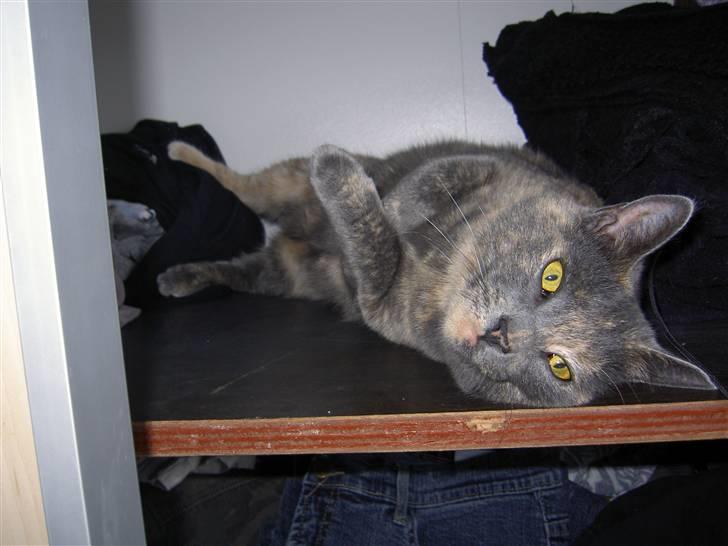 Blanding af racer frederikke. *R.I.P* - ligger lige og passer på tøjet. billede 15