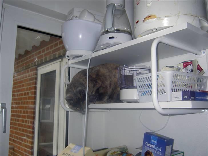 Blanding af racer frederikke. *R.I.P* - opdaget. øv billede 16