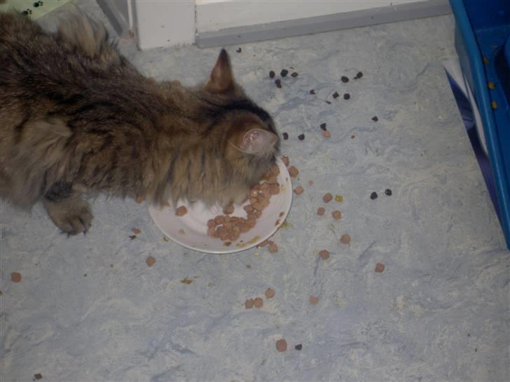 Maine Coon Fjotte. Savnes - jeg spilder næsten ikke. billede 7