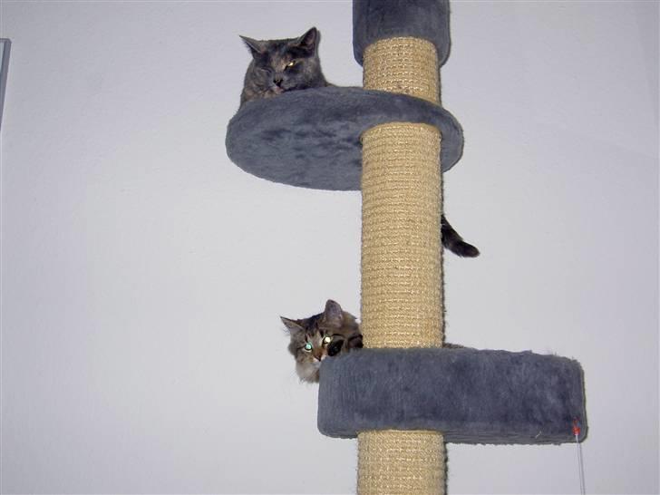 Maine Coon Fjotte. Savnes - godt der er plads til os begge billede 8