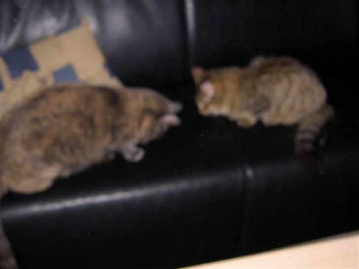 Maine Coon Fjotte. Savnes - øv, madmor siger at vi skal dele godbidderne billede 9