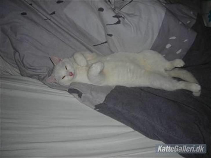 Huskat Ib star (EFTERLYSES!!!!!) - Her flader jeg ud i en meget mærkelig stelling.:=) billede 1