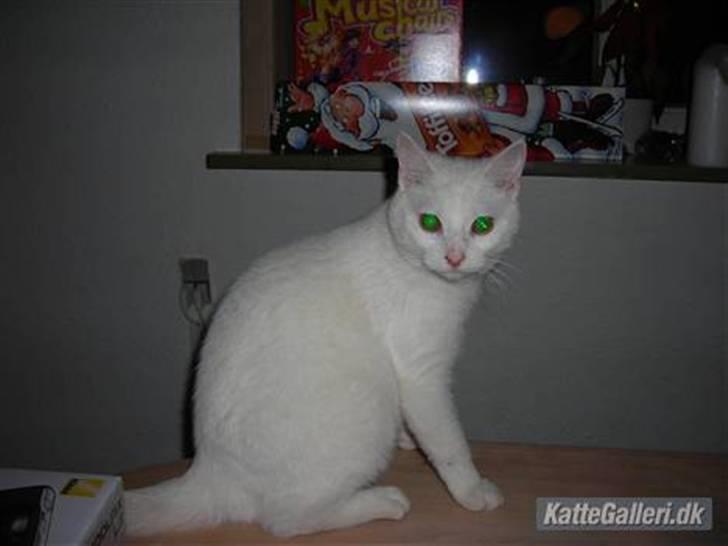 Huskat Ib star (EFTERLYSES!!!!!) - Her sidder jeg på bordet<333 billede 2