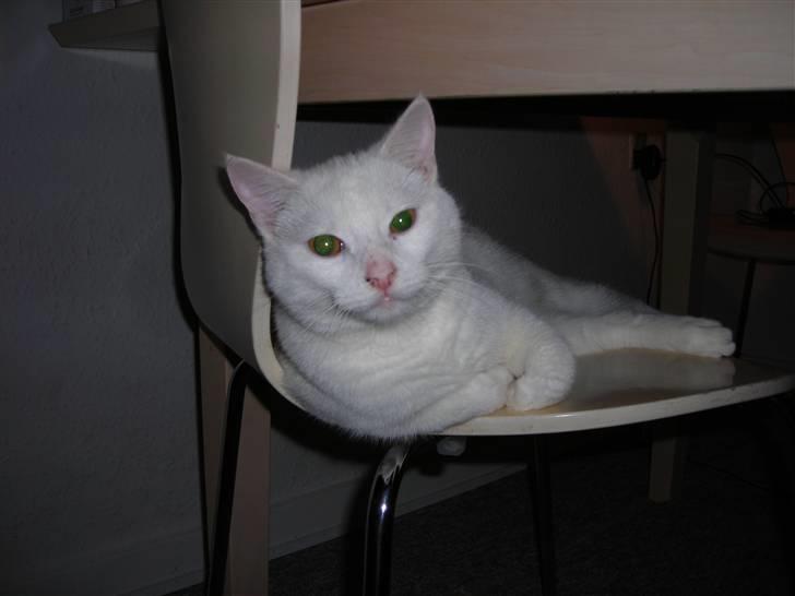 Huskat Ib star (EFTERLYSES!!!!!) - Er der nogle der skal side her?:=) billede 3