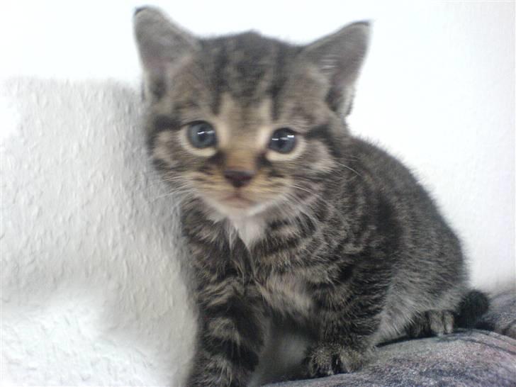 Blanding af racer Tumle(R.I.P) 08/11-2009 - Så står Tumle lige Model til kameraet billede 8