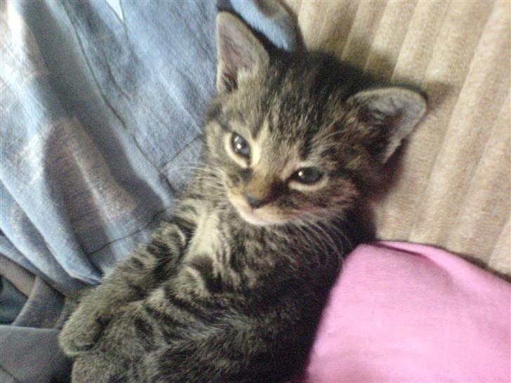 Blanding af racer Tumle(R.I.P) 08/11-2009 - Det er hvis prinsessen på ærten... billede 9