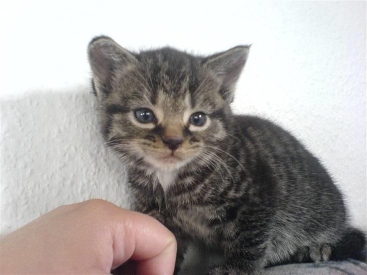 Blanding af racer Tumle(R.I.P) 08/11-2009 - Og så står vi model igen billede 10