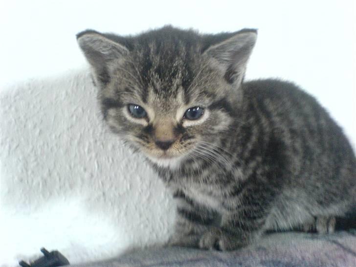 Blanding af racer Tumle(R.I.P) 08/11-2009 - Og Model igen billede 11