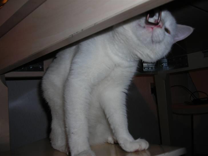 Huskat Ib star (EFTERLYSES!!!!!) - Er bordet der??<333 billede 4