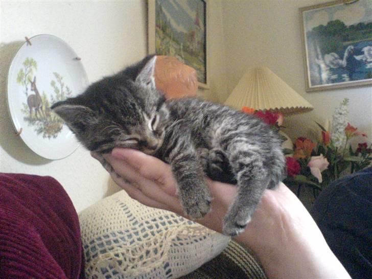 Blanding af racer Tumle(R.I.P) 08/11-2009 - Nu er jeg altså træt, jeg ligger lige i hånden.. billede 12