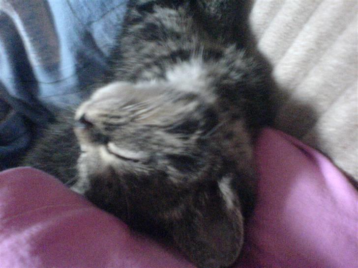 Blanding af racer Tumle(R.I.P) 08/11-2009 - Snork billede 13