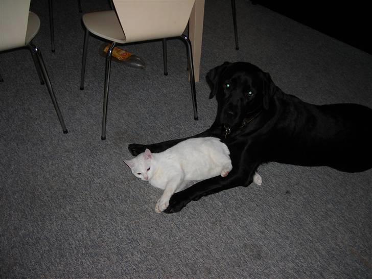 Huskat Ib star (EFTERLYSES!!!!!) - Her lejer jeg med simba.:=) billede 5