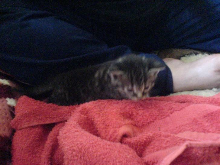 Blanding af racer Tumle(R.I.P) 08/11-2009 - Tit tit billede 14