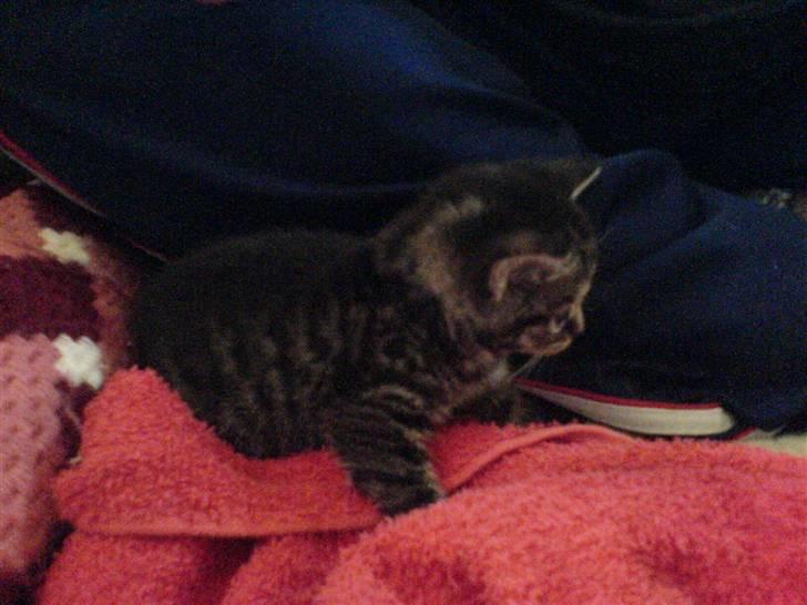 Blanding af racer Tumle(R.I.P) 08/11-2009 - Jeg gemmer mig billede 15