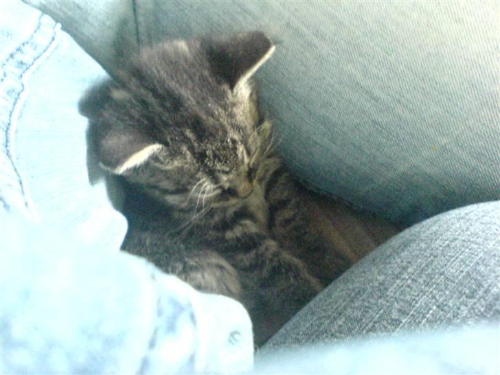 Blanding af racer Tumle(R.I.P) 08/11-2009 - Jeg er helt væk... billede 16