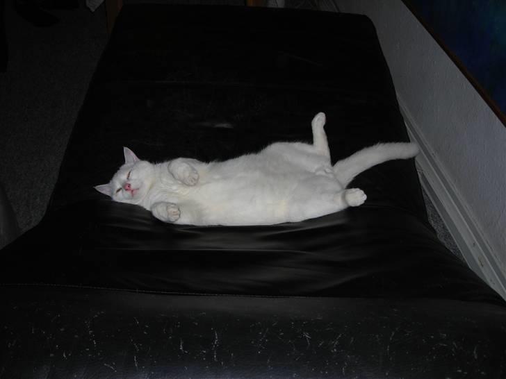 Huskat Ib star (EFTERLYSES!!!!!) - Her flader jeg ud i læderstolen<333 billede 6