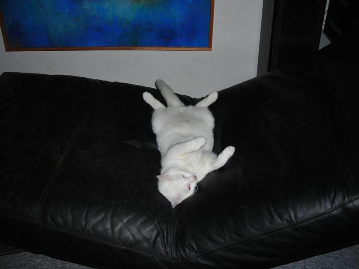 Huskat Ib star (EFTERLYSES!!!!!) - Her flader jeg igen:=) billede 7