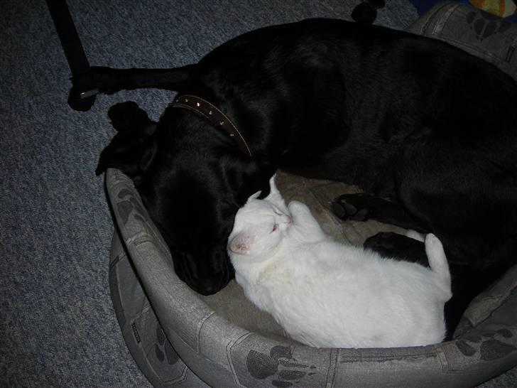 Huskat Ib star (EFTERLYSES!!!!!) - Her putter jeg med min bedste ven Simba<333 billede 8